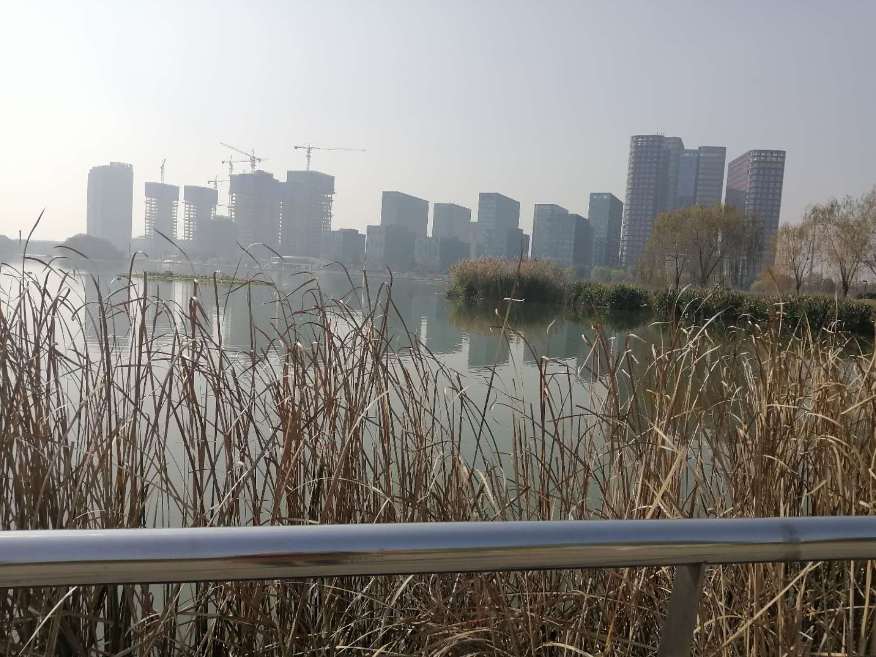 Reeds beside water with modern buildings and construction cranes in the distance